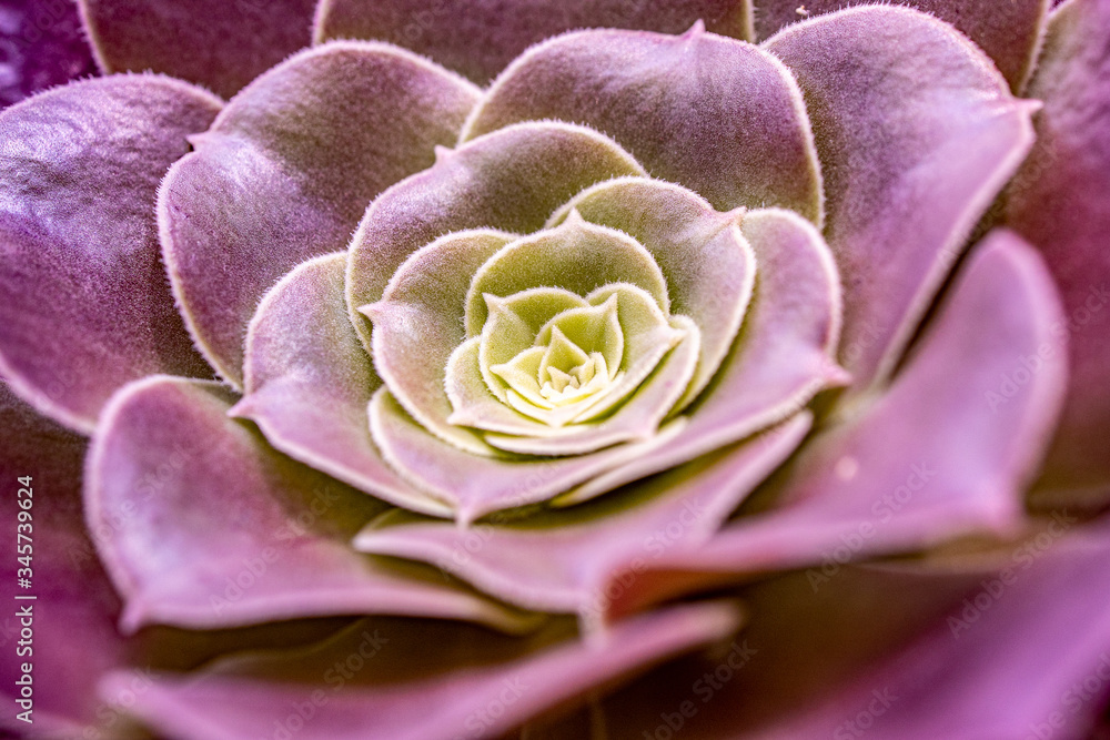 Pink and green echveria plant close-up Pink and green echveria plant close-up
