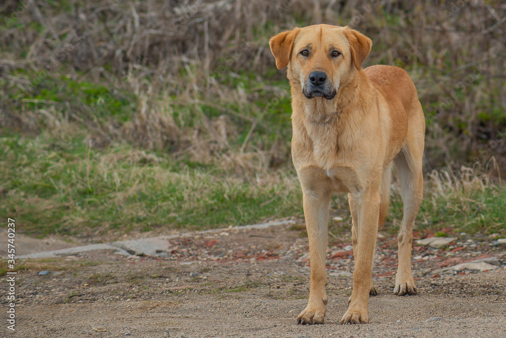 a stray abandoned dog looks at me a stray abandoned dog looks at me
