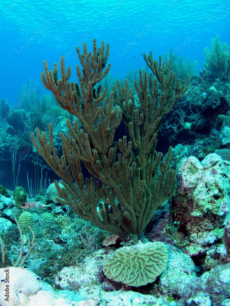 Obraz premium Landscape of Caribbean sea in Bay of Pigs, Cuba, underwater photograph