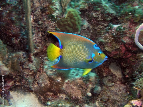 Queen angelfish in Bay of Pigs, Cuba, underwater photograph © bayazed