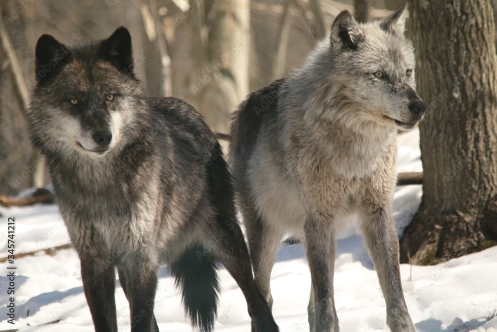 Fototapeta premium Wolves