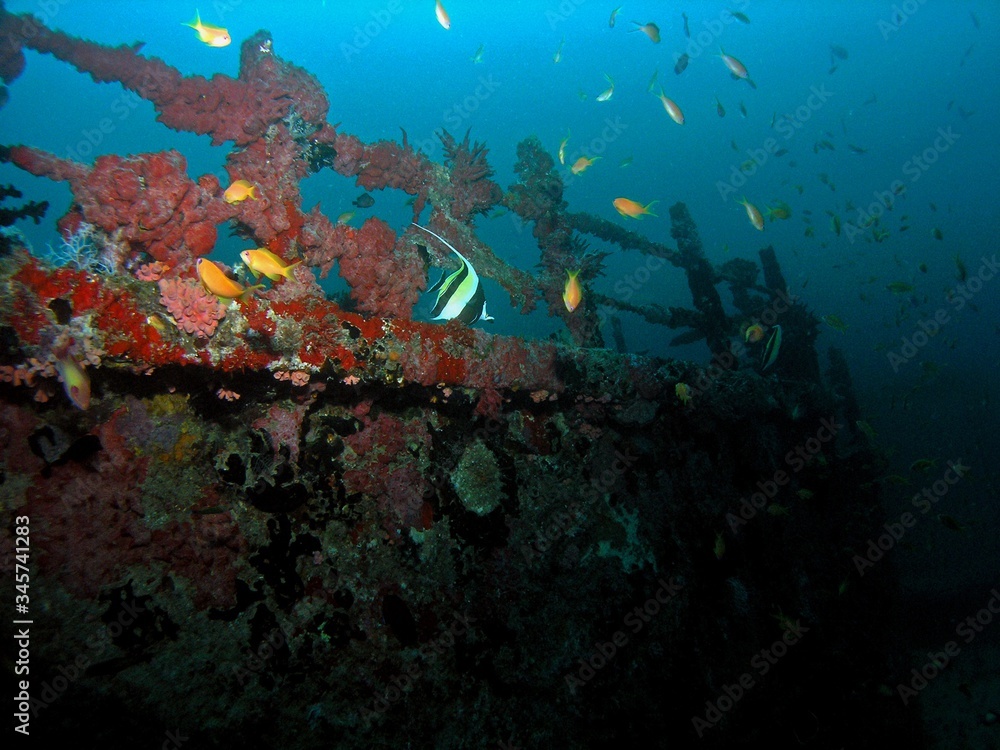 Obraz premium Halaveli wreck in Arabian sea, Ari Atoll, Maldives, underwater photograph