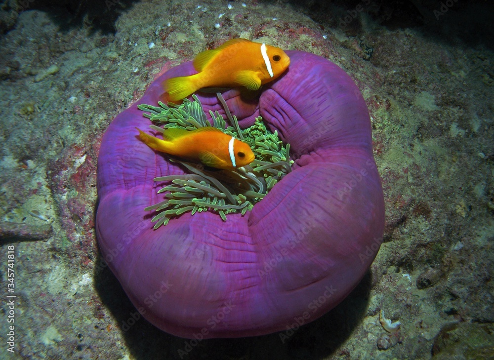Maldive anemonefish, Maldivian clownfish in Arabian sea, Baa Atoll