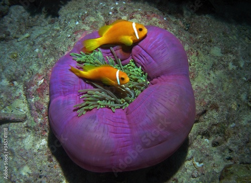 Fényképezés Maldive anemonefish, Maldivian clownfish in Arabian sea, Baa Atoll, Maldives, un