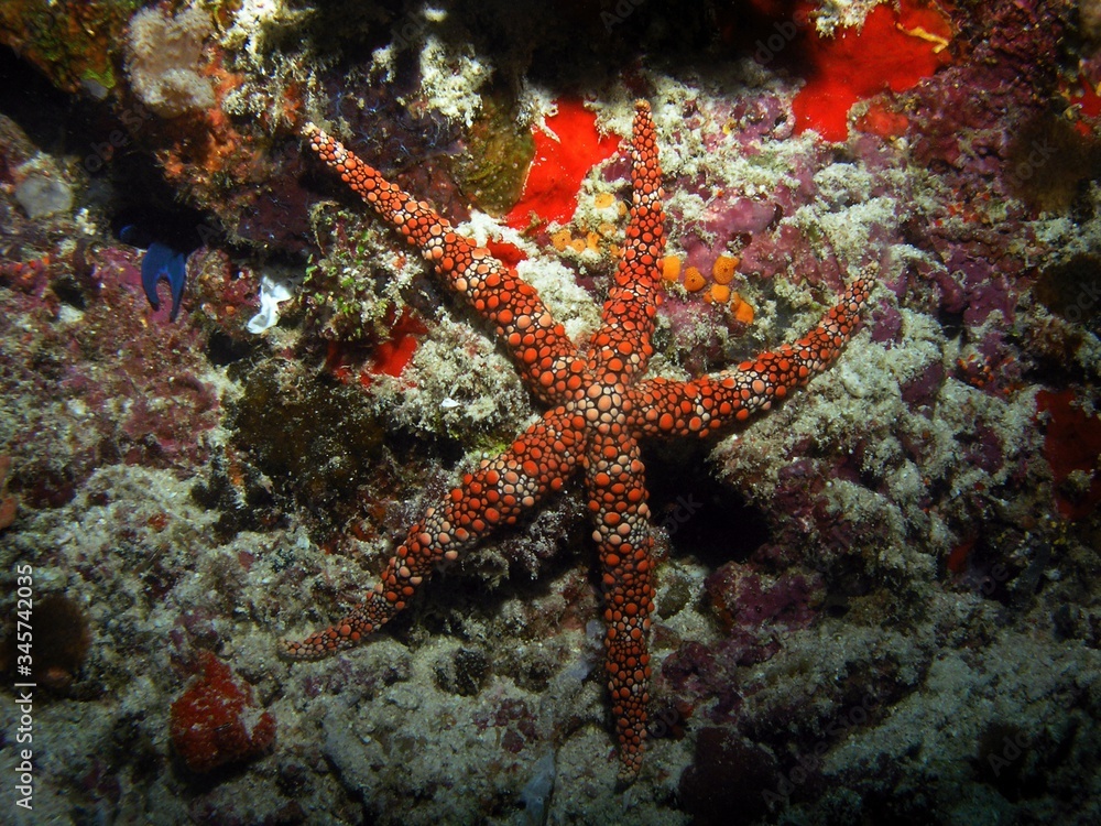 Seastar in Arabian sea, Baa Atoll, Maldives, underwater photograph Seastar in Arabian sea, Baa Atoll, Maldives, underwater photograph