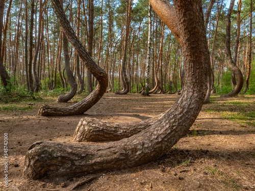 Crooked tree trunks in a forest called Krzywy Las  park near Szczecin and Gryfino  tourist atraction 