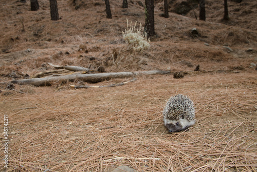 North African hedgehog Atelerix algirus. The Nublo Rural Park. Tejeda. Gran Canaria. Canary Islands. Spain. photo