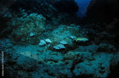 Underwater landscape of Caribbean Sea near Cozumel Island, Mexico, underwater photograph