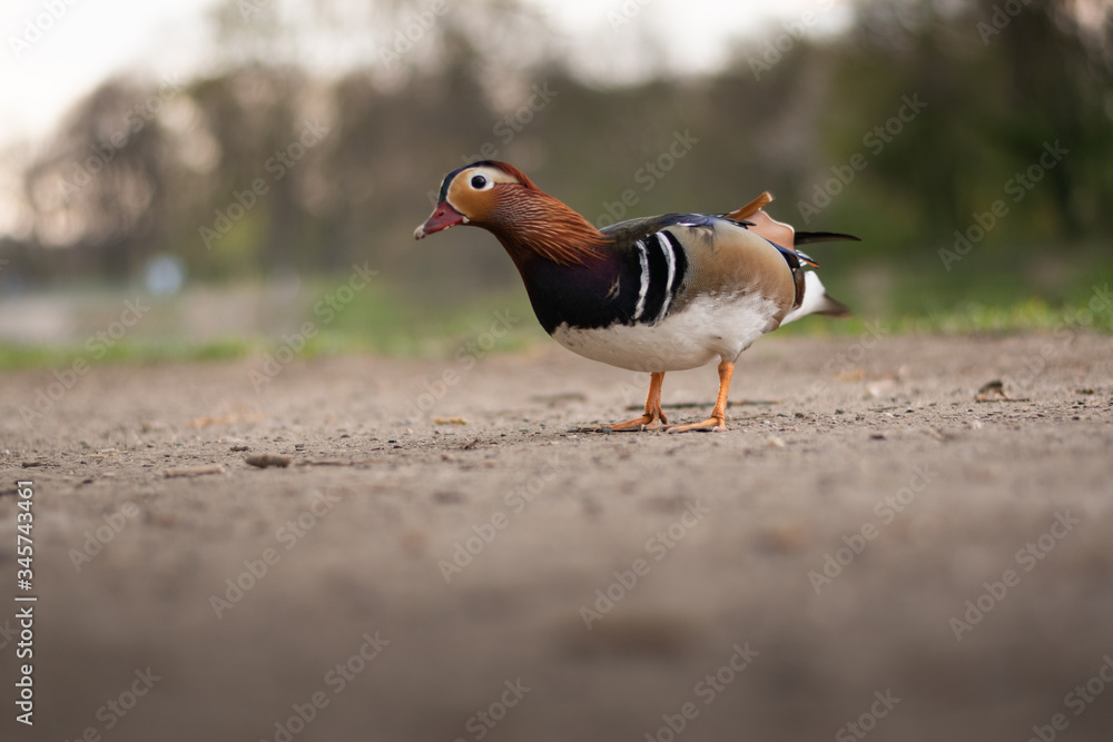 Obraz premium Mandarin Duck