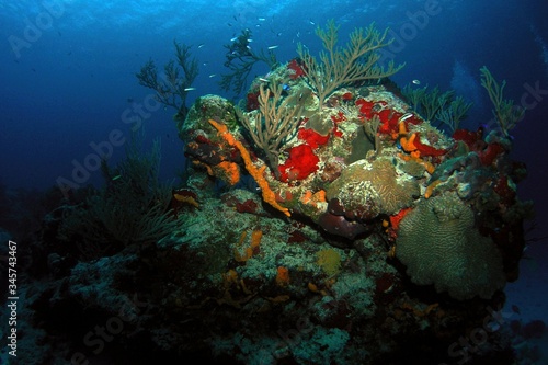 Underwater landscape of Caribbean Sea near Cozumel Island  Mexico  underwater photograph