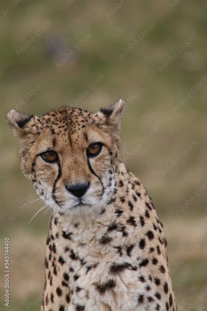 cheetah cheetah