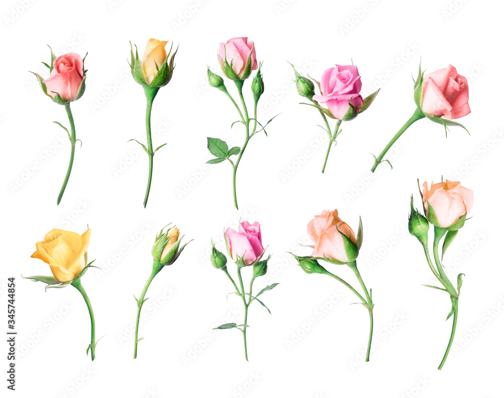 Set of different roses, isolated on a white background