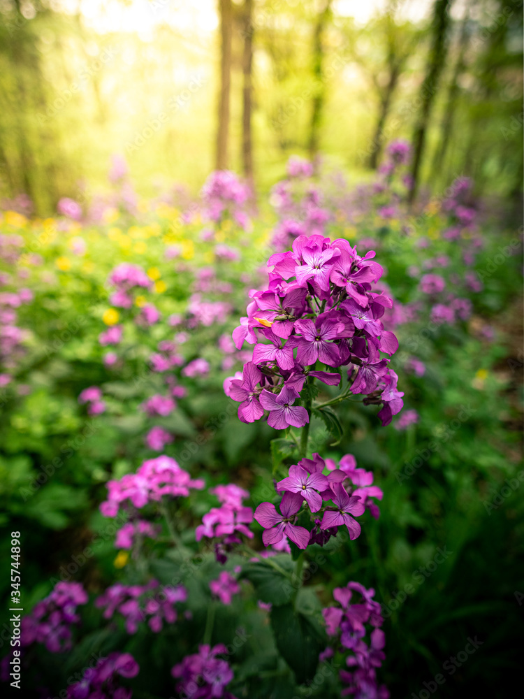 Blume Sachsen