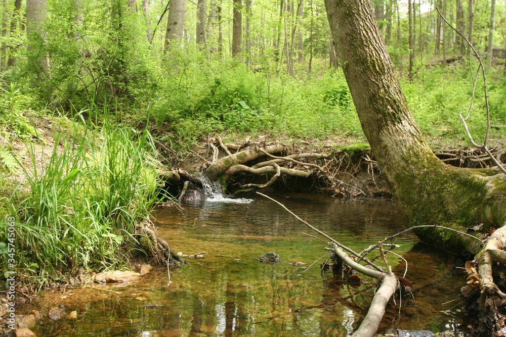 Little Waterfall With Leaning Tree in the Forest. Little Waterfall With Leaning Tree in the Forest.