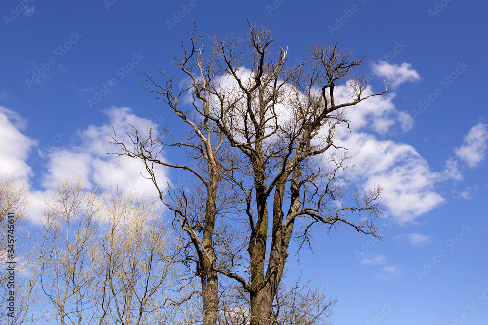 Crooked branches of leafless trees against a background of blue sky and white clouds
Crooked branches of leafless trees against a background of blue sky and white clouds