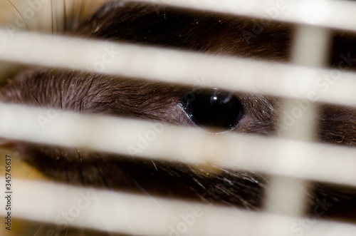 Laboratory rat Rattus norvegicus in a cage. Gran Canaria. Canary Islands. Spain. photo