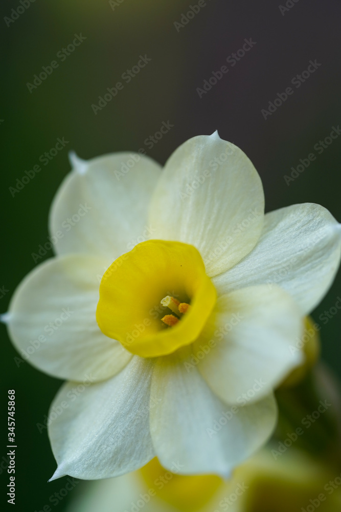 Closeup of miniature Narcissus Minnows daffodil flower blooming Closeup of miniature Narcissus Minnows daffodil flower blooming