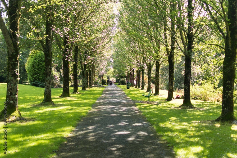 A row of trees in a park in Ireland
