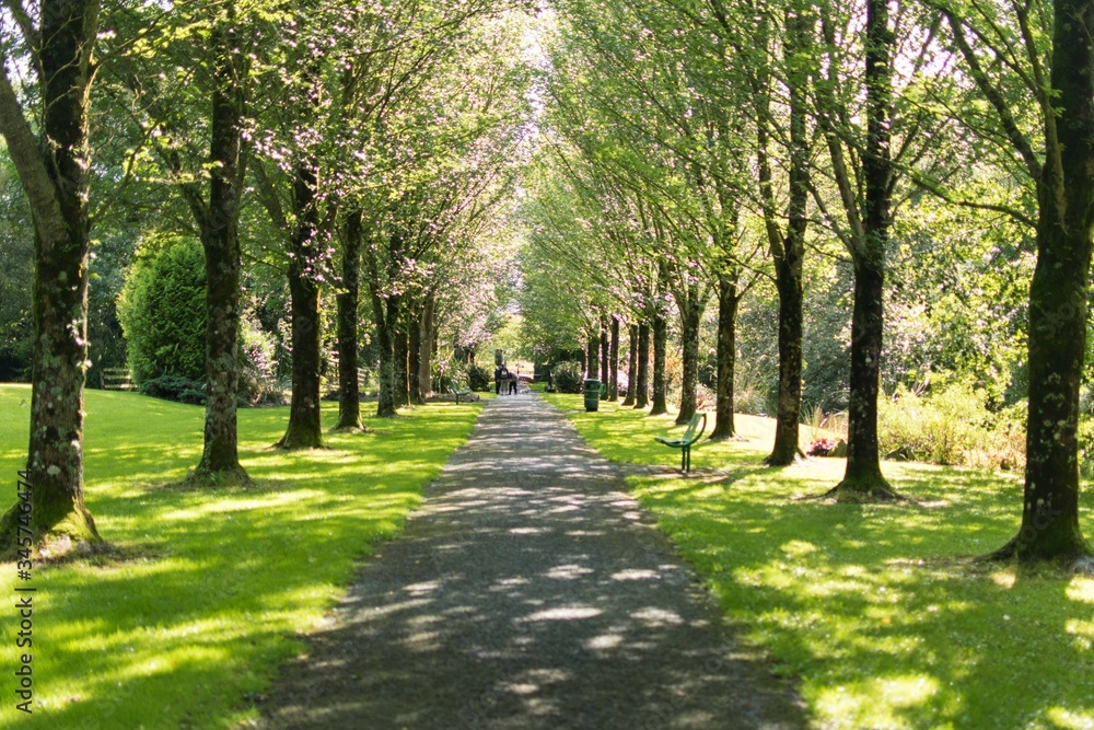 A row of trees in a park in Ireland A row of trees in a park in Ireland