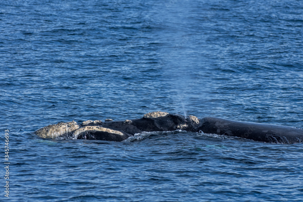 Obraz premium Southern right whale photographed in South Africa. Picture made in 2019.