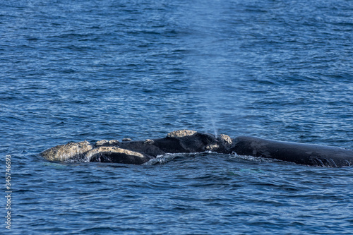 Southern right whale photographed in South Africa. Picture made in 2019.