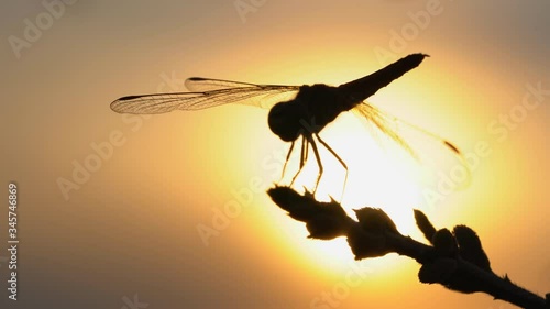 Dragonfly on flower tree on sunset rays background, beautiful wings dragonfly flying in nature summer season