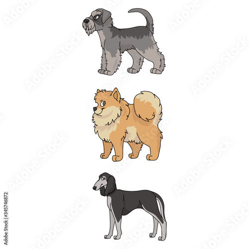 Cute cartoon dog breed set vector clipart. Pedigree kennel doggie breed for dog lovers. Purebred show dog Saluki, Pomeranian and Schnauzer illustration. Isolated terrier hound. 