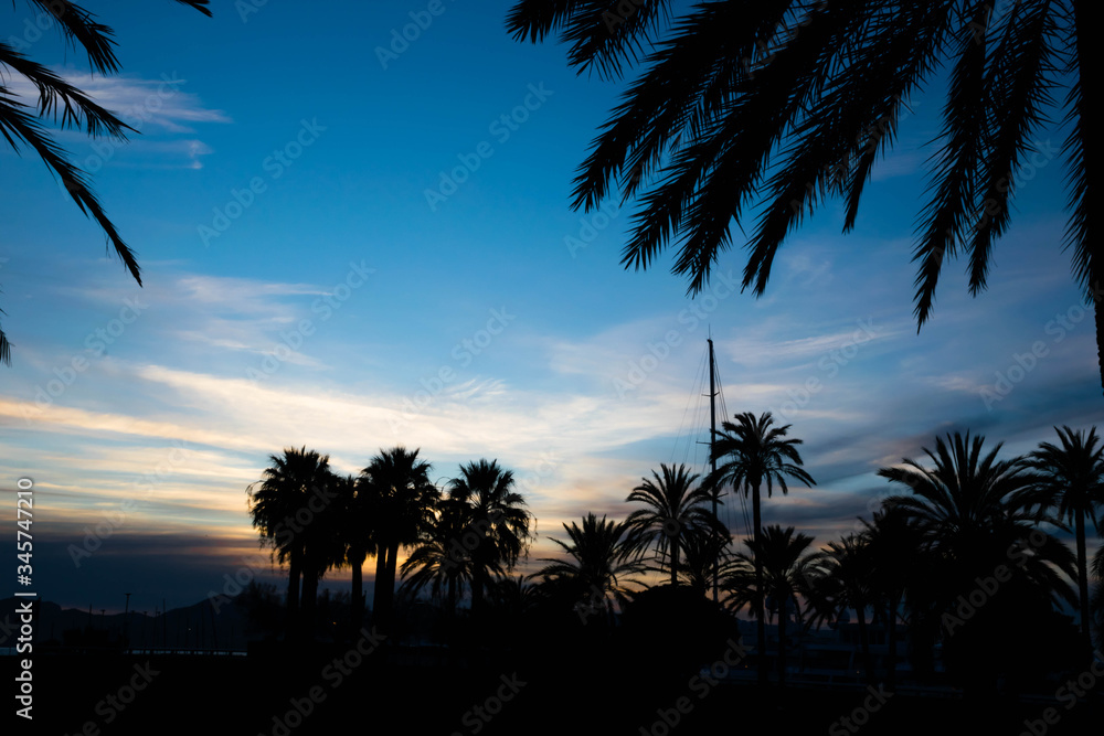 Obraz premium Palm trees silhouettes at sunset