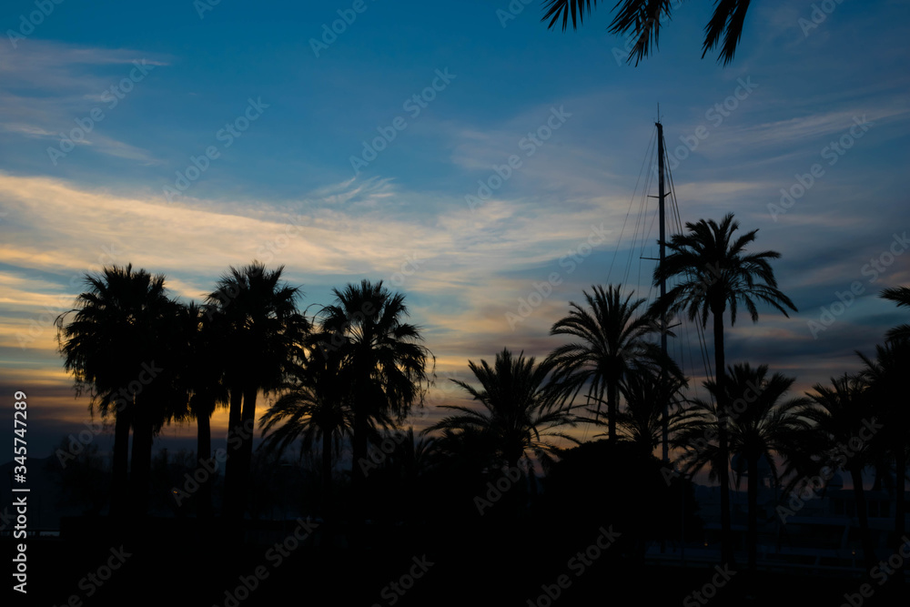 Palm trees silhouettes at sunset
