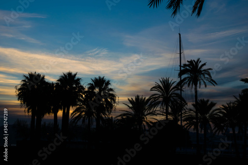 Palm trees silhouettes at sunset