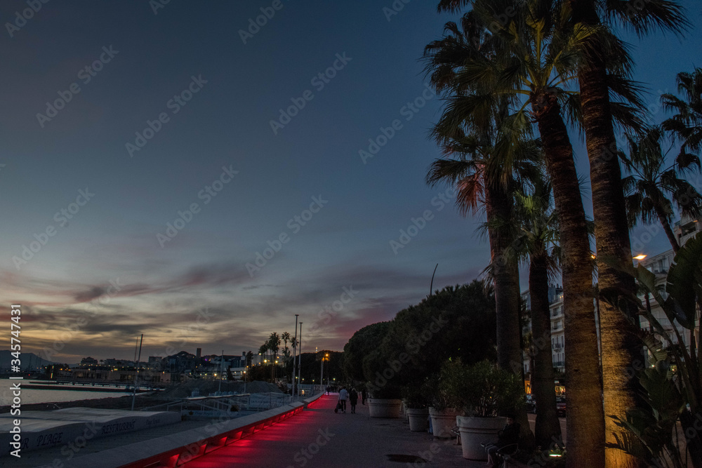 Dark palm alley at twilight