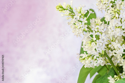 Spring background with blooming white lilac, empty place for text, small depth of focus.