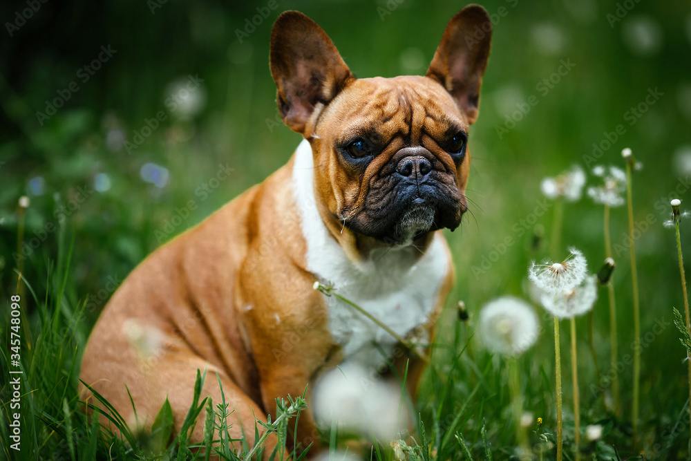 A dog sitting in the grass. Bulldog