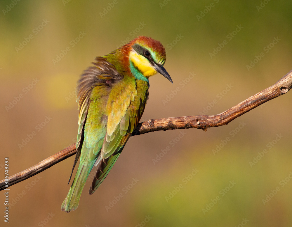 European bee eater, Merops apiaster, common bee-eater. Early sunny morning, the bird sits on an old dry branch. Young bird. European bee eater, Merops apiaster, common bee-eater. Early sunny morning, the bird sits on an old dry branch. Young bird.