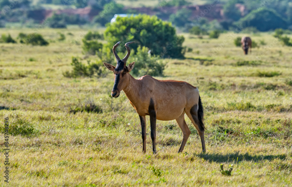 Hartebeest photographed in South Africa. Picture made in 2019. Hartebeest photographed in South Africa. Picture made in 2019.