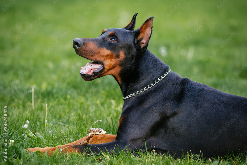 A black and brown dog. Black doberman A black and brown dog. Black doberman