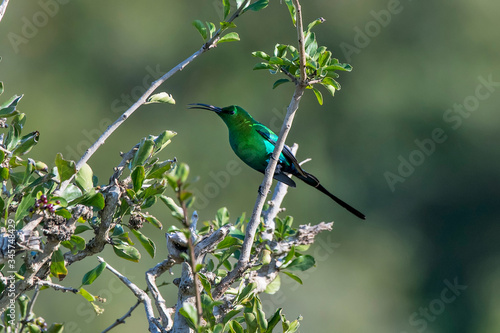 Malachite sunbird photographed in South Africa. Picture made in 2019.