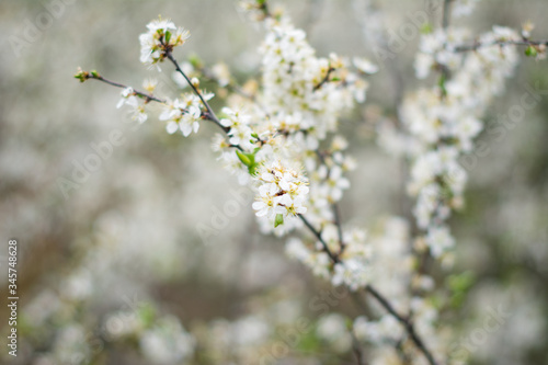 cherry tree blossom © Юлия Вершинина