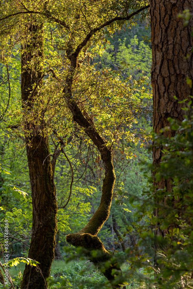 Fototapeta premium Oak trees blooming in the Spring during golden hour sunset