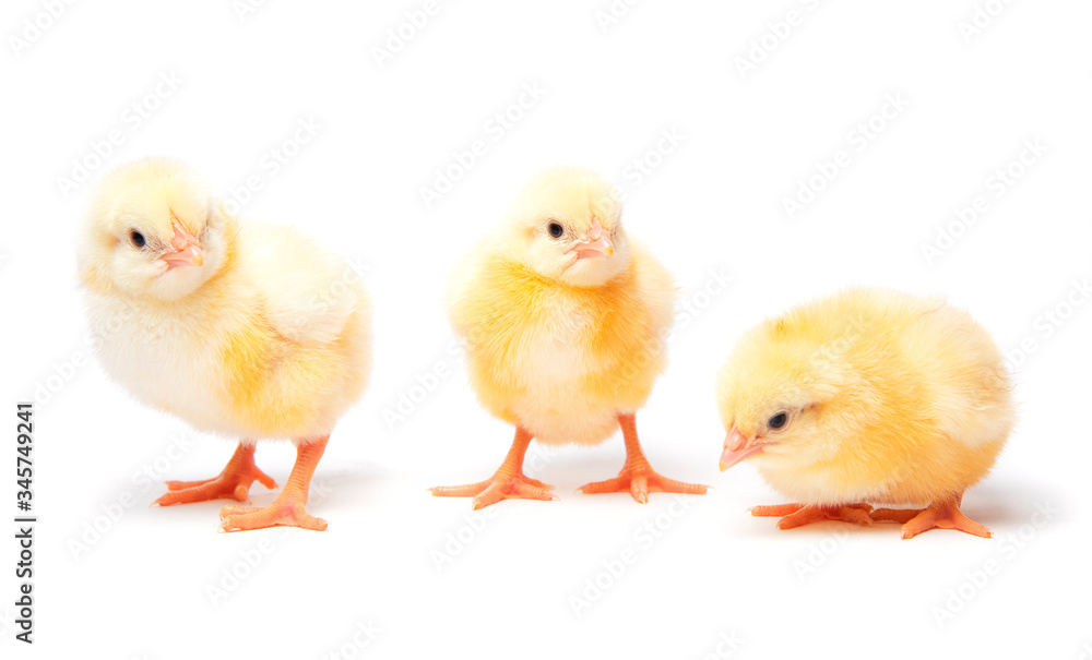 A group of little newborn chickens on a white background