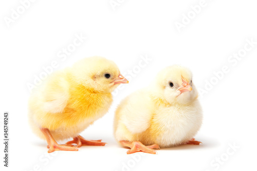 Wallpaper Mural Little newborn yellow chicken on a white background in the studio Torontodigital.ca