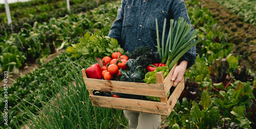 Close up of farmer carrying box with fresh organic vegetables in greenhouse photo