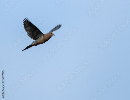 Morning Dove in Flight