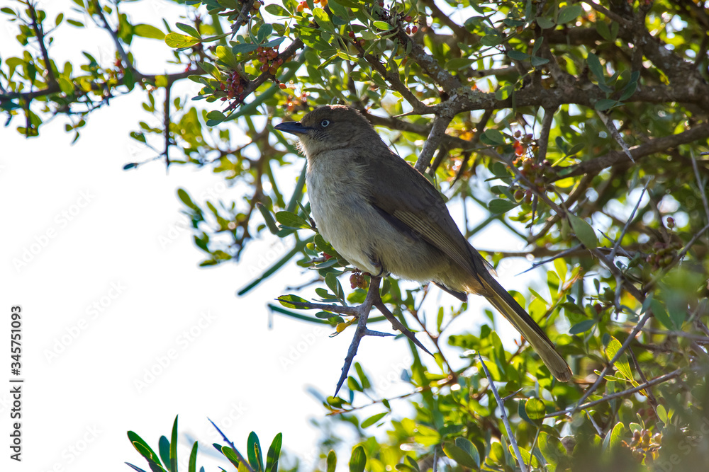 Sombre greenbul photographed in South Africa. Picture made in 2019. Sombre greenbul photographed in South Africa. Picture made in 2019.