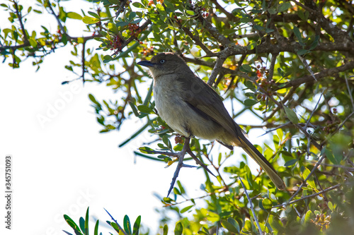 Sombre greenbul photographed in South Africa. Picture made in 2019.