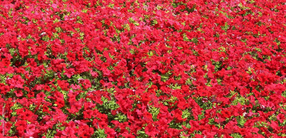 Background of red flowers. Concept image. Beautiful background.