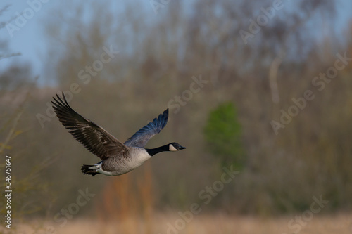 Canada Goose in flight © Pawel