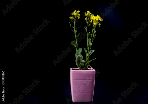 small minimalist bouquet with yellow wild cabbage flowers