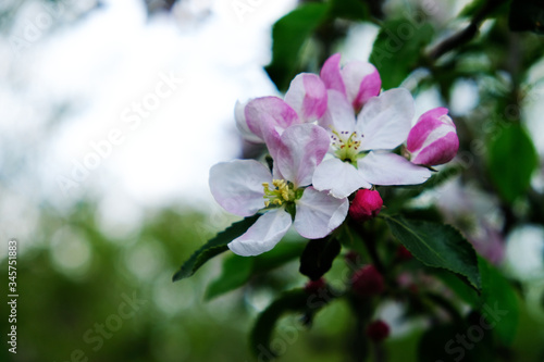 Blooming apple trees in spring park close up © Alina Stepanyuk