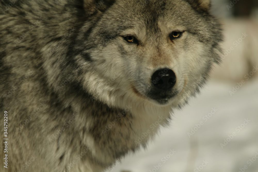 Naklejka premium wolf